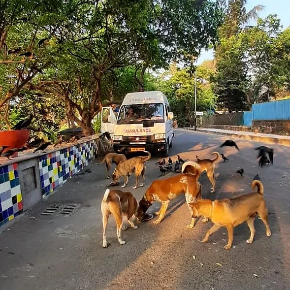 Help us feed stray animals post COVID - 19 | DonateKart Help us feed stray animals post COVID - 19 | DonateKart