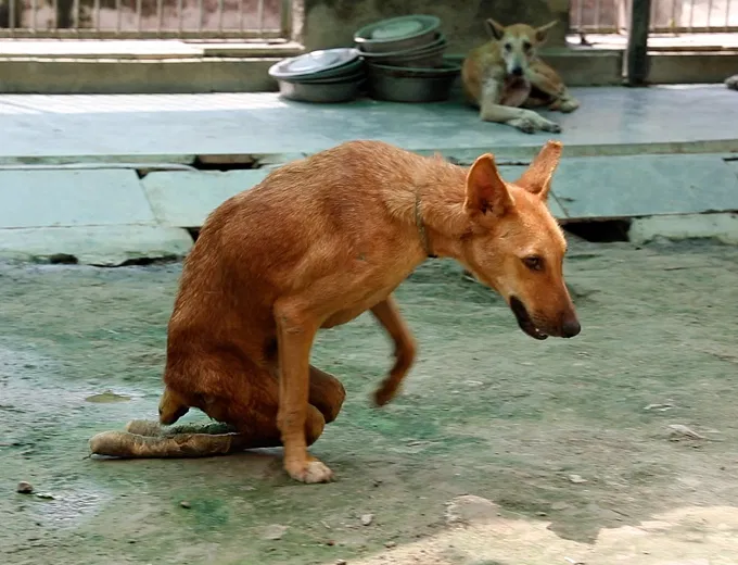 Help Animal Shelter Noida build a safe haven for abandoned and injured  animals | DonateKart