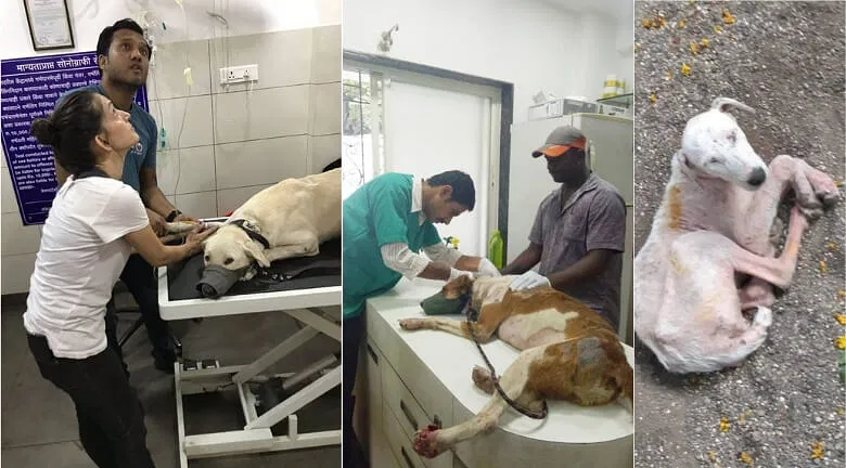 Help Bodhisattva by providing some petneeds to them | DonateKart Help Bodhisattva by providing some petneeds to them | DonateKart