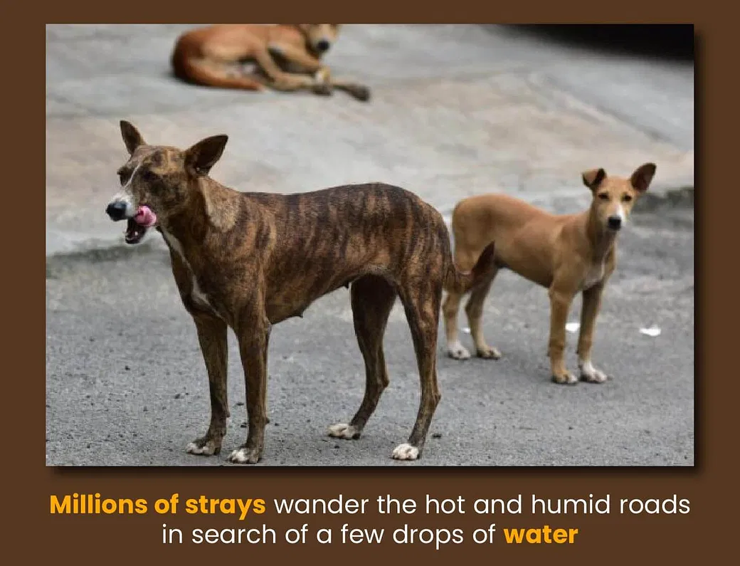 how many stray dogs are there in the us 2018