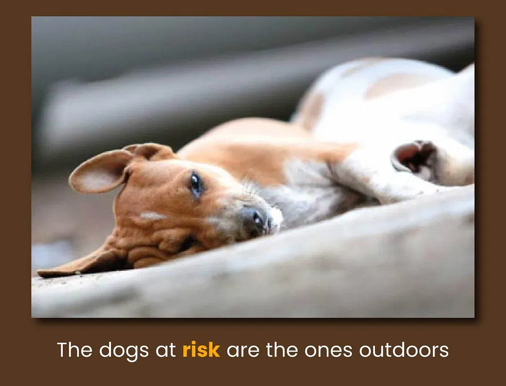 This Summer, Donate a Dog Bowl To Keep A Stray Hydrated | DonateKart This Summer, Donate a Dog Bowl To Keep A Stray Hydrated | DonateKart