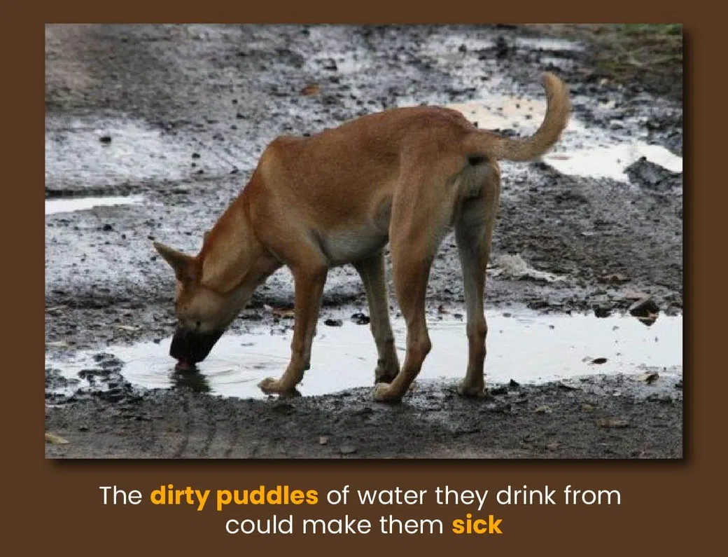 Can Dogs Get Sick From Dirty Bowls