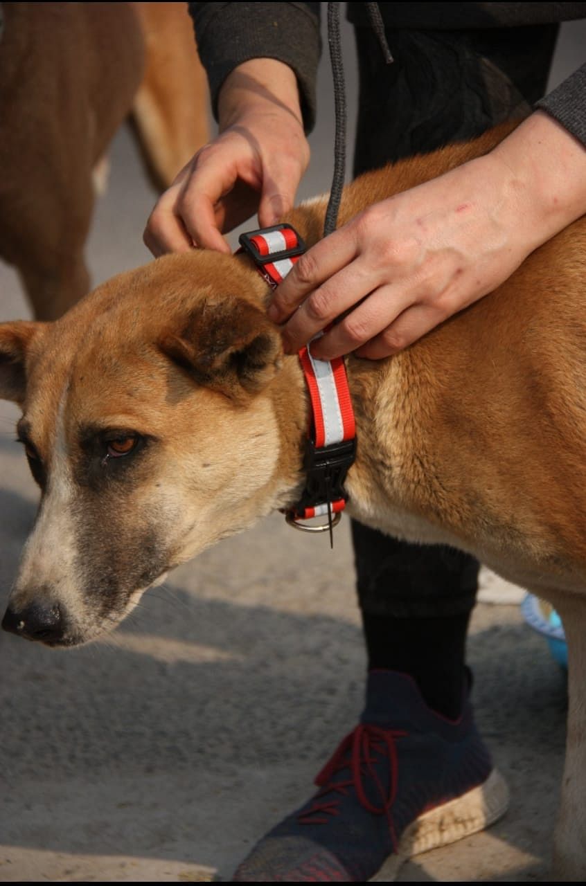 Man in dog outlet collar