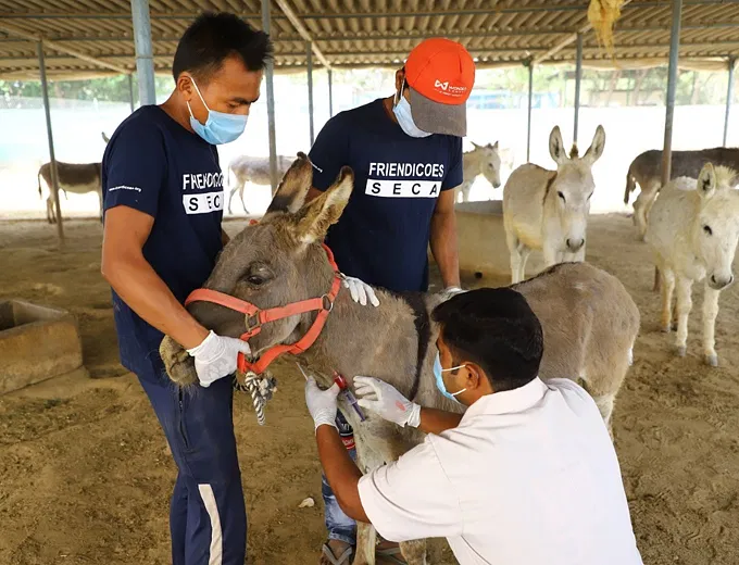 Friendicoes Is Saving Helpless Animals From Going Hungry During This Crisis, You Can Help | DonateKart Friendicoes Is Saving Helpless Animals From Going Hungry During This Crisis, You Can Help | DonateKart