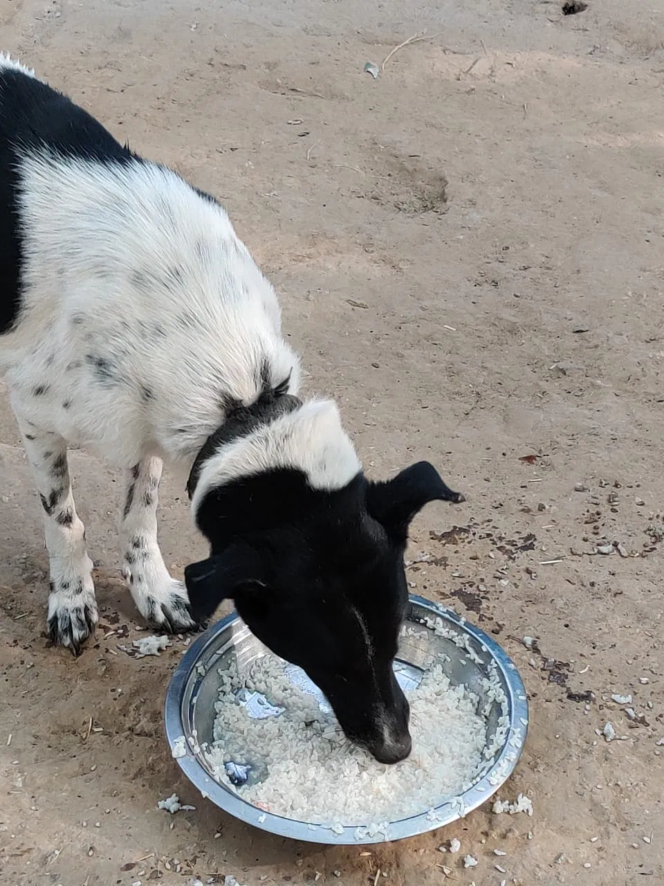 Help these voiceless souls during this tiring time | DonateKart