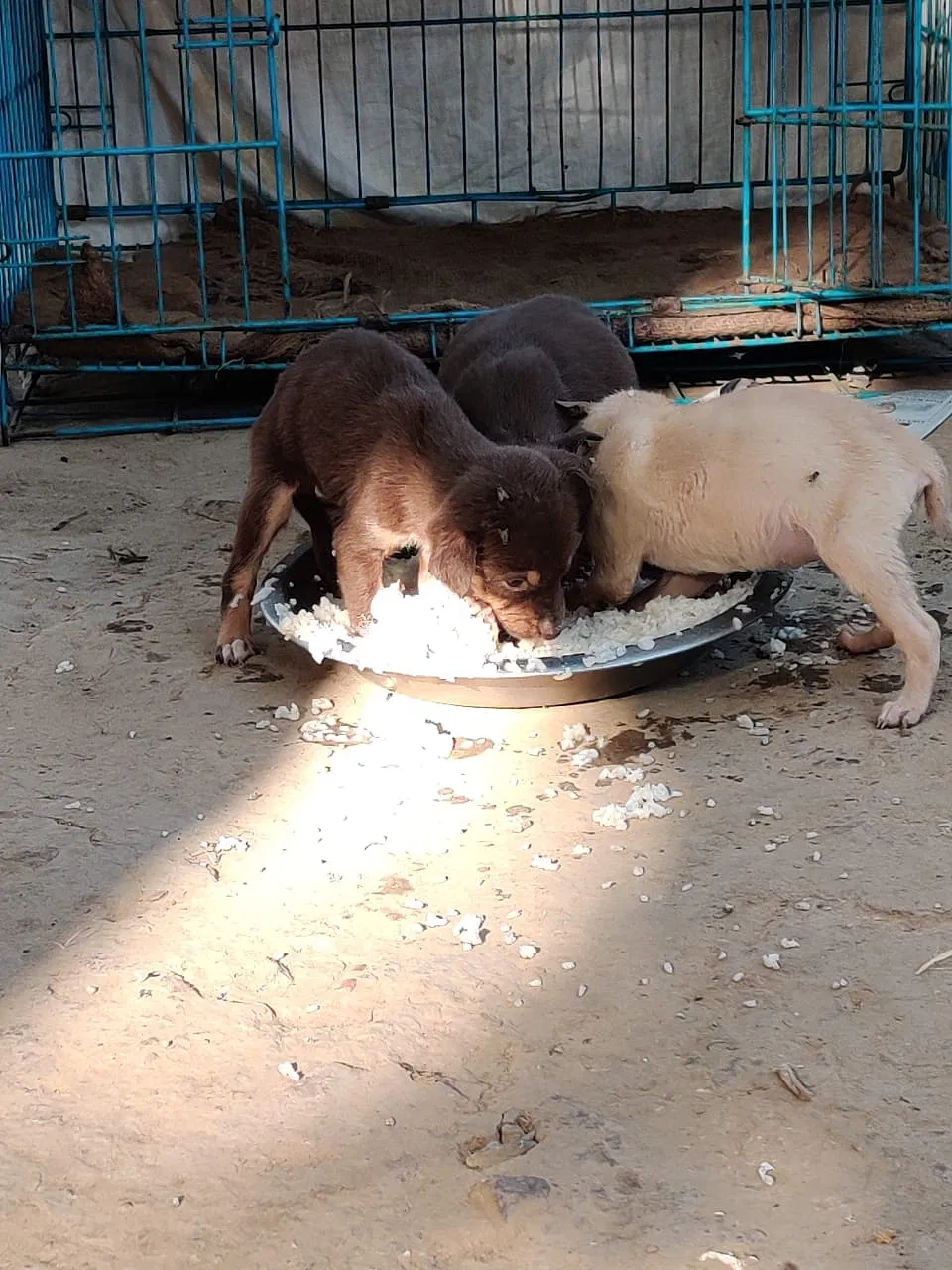 Help these voiceless souls during this tiring time | DonateKart Help these voiceless souls during this tiring time | DonateKart