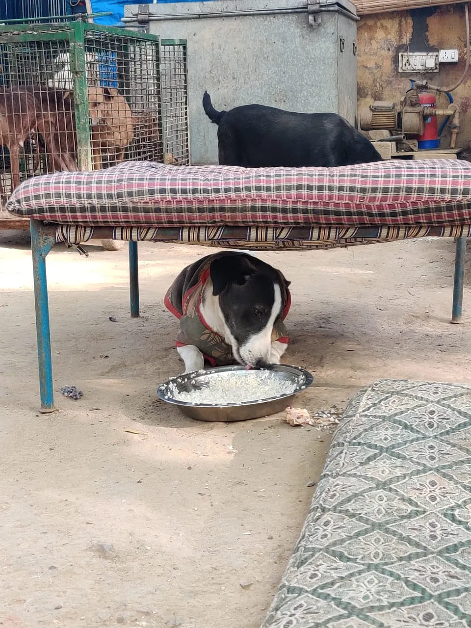 Help these voiceless souls during this tiring time | DonateKart Help these voiceless souls during this tiring time | DonateKart