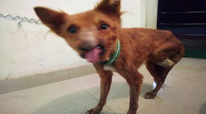 Help feed deprived animals in the streets of Durg, Bhilai | DonateKart Help feed deprived animals in the streets of Durg, Bhilai | DonateKart