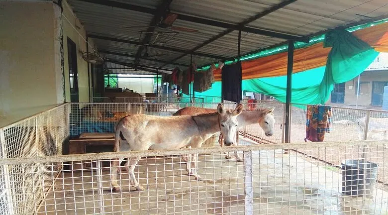 Enable animals to live in dignity at Probably Paradise | DonateKart Enable animals to live in dignity at Probably Paradise | DonateKart