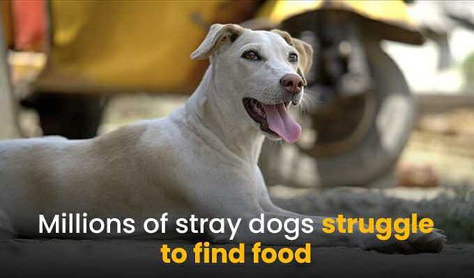 Pedigree for stray store dogs