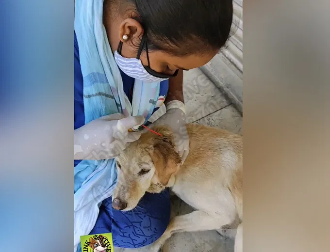Support Chanchal's Mission To Feed Hundreds Of Helpless Stray Animals In  Delhi | DonateKart
