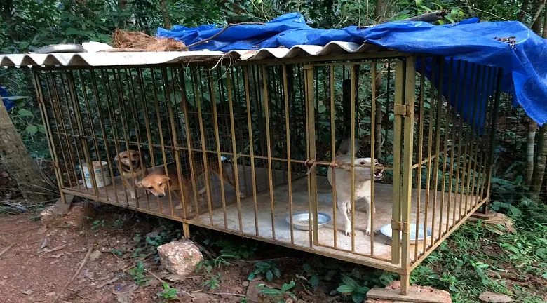 Help AmtmIndia Supply Emergency Veterinary Medicines For Kerala/Coorg Animals, Birds And Reptiles in Distress!! | DonateKart Help AmtmIndia Supply Emergency Veterinary Medicines For Kerala/Coorg Animals, Birds And Reptiles in Distress!! | DonateKart