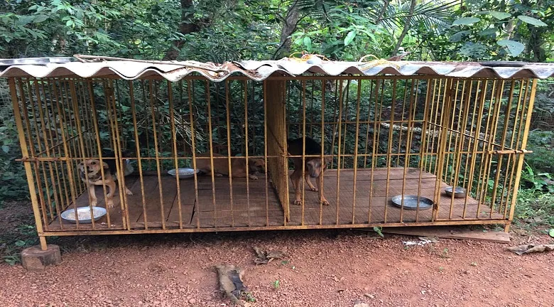 Help AmtmIndia Supply Emergency Veterinary Medicines For Kerala/Coorg  Animals, Birds And Reptiles in Distress!! | DonateKart