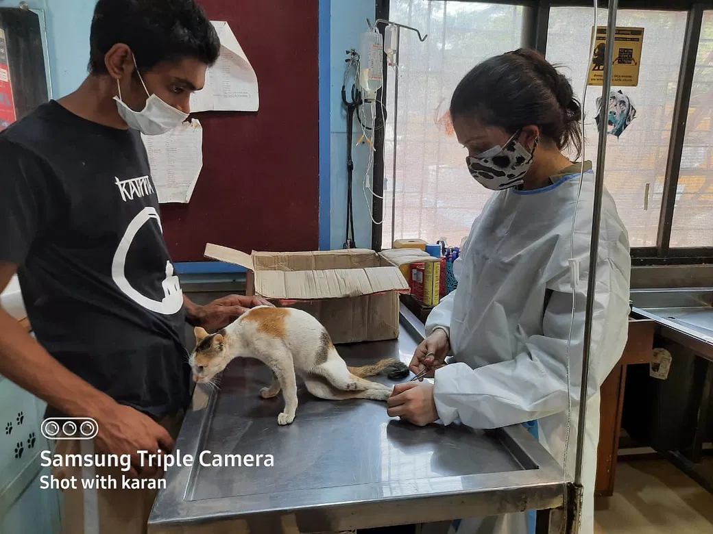 Help us feed stray animals post COVID - 19 | DonateKart Help us feed stray animals post COVID - 19 | DonateKart