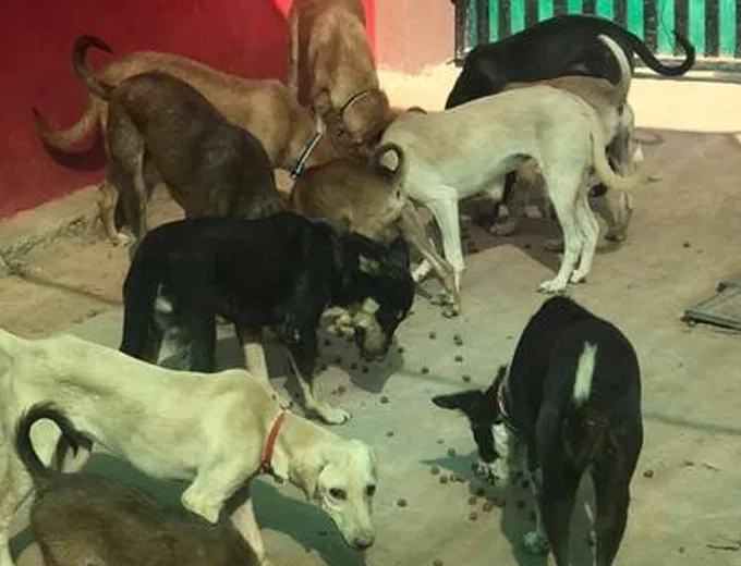 We hope, as responsible humans, we all will come together to resource the  food and give these souls another chance at living their life to the  fullest. | DonateKart