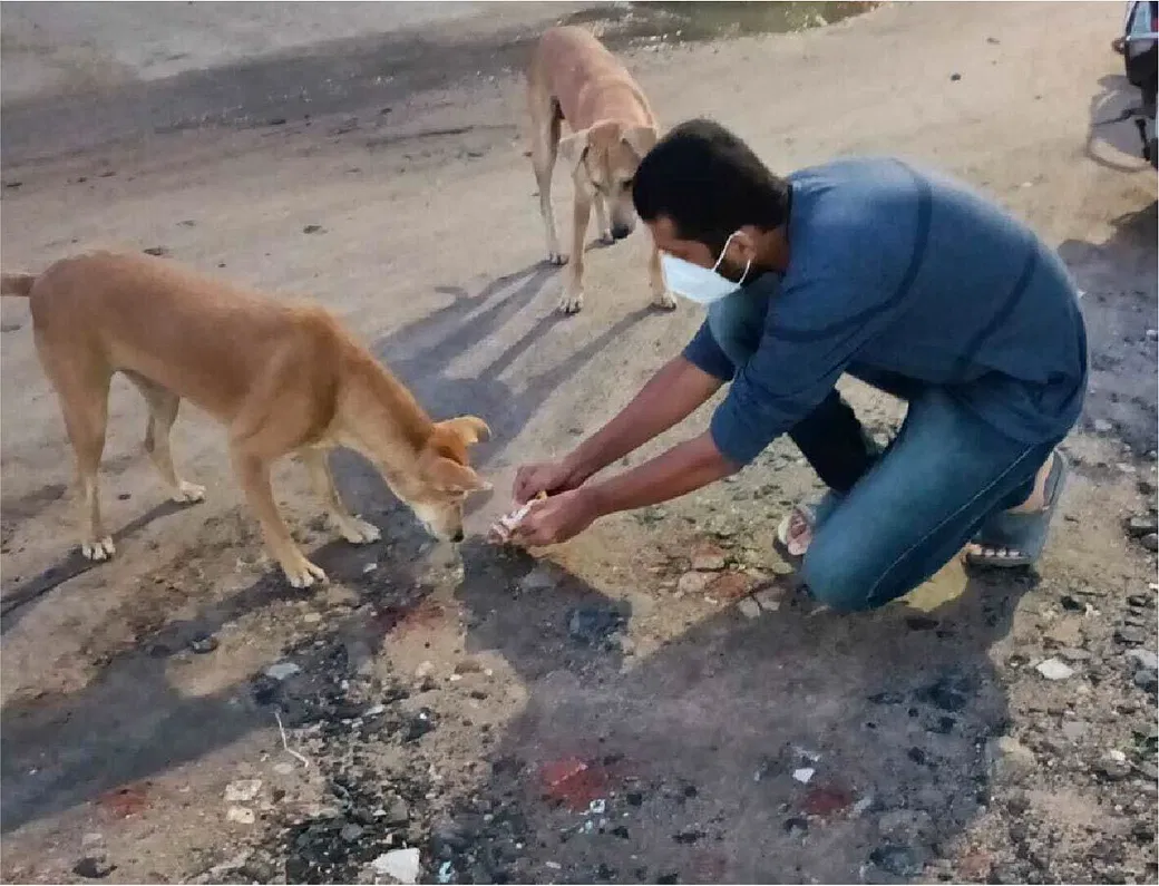 Support STREET SOULS Mission To Feed Hundreds Of Helpless Stray Animals |  DonateKart