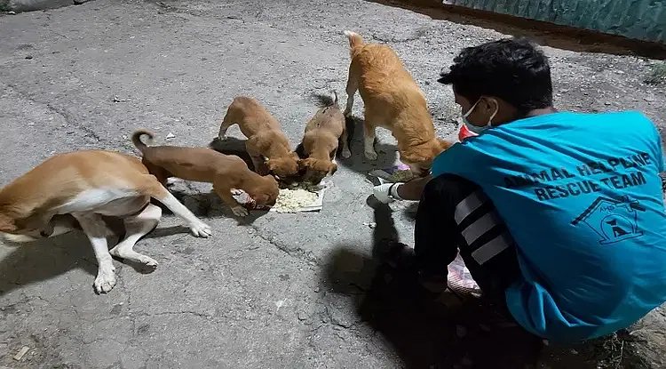 Help Animal Helpline Shelter to feed more strays | DonateKart Help Animal Helpline Shelter to feed more strays | DonateKart