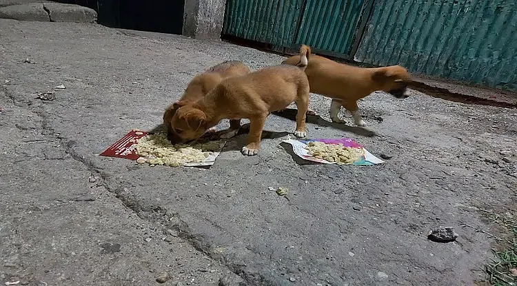 Help Animal Helpline Shelter to feed more strays | DonateKart Help Animal Helpline Shelter to feed more strays | DonateKart