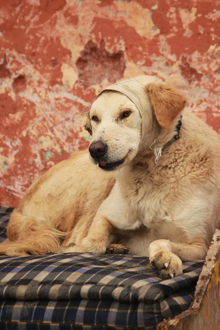 People For Animals , Delhi Needs Your Help | DonateKart People For Animals , Delhi Needs Your Help | DonateKart
