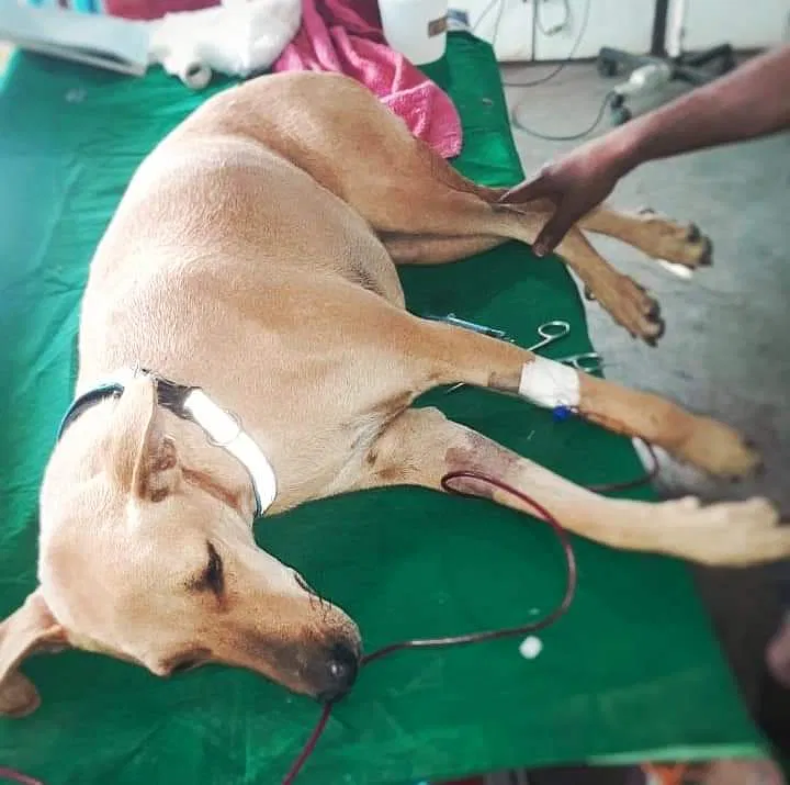 Support Animal Rescue Trust To Help The Voiceless | DonateKart Support Animal Rescue Trust To Help The Voiceless | DonateKart