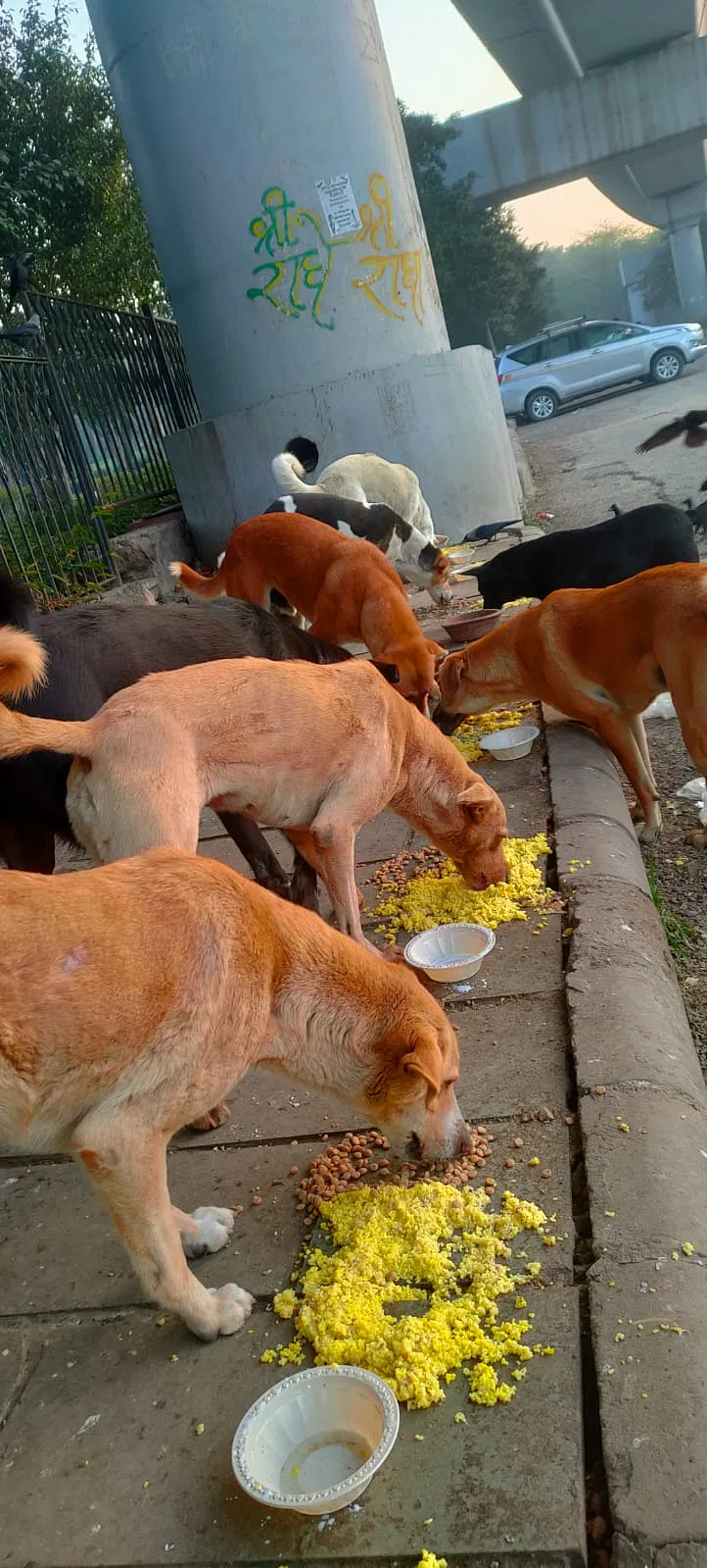 Feed The Dogs Donate For Dogs And Support EOFO DonateKart