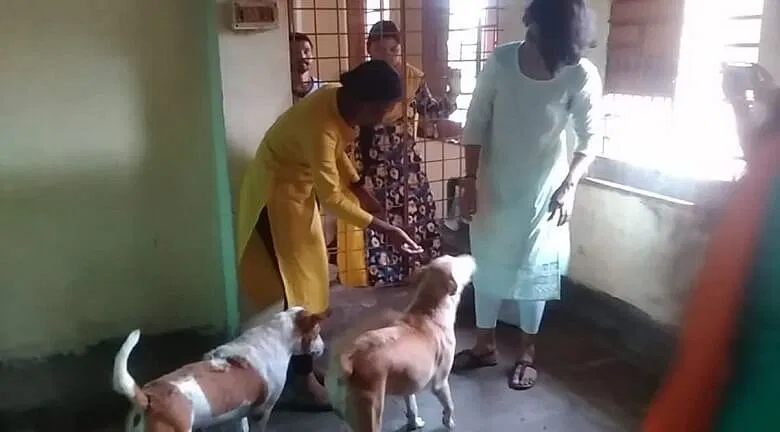 Food for 170 rescued cats at Love n Care for Animals shelter. | DonateKart Food for 170 rescued cats at Love n Care for Animals shelter. | DonateKart