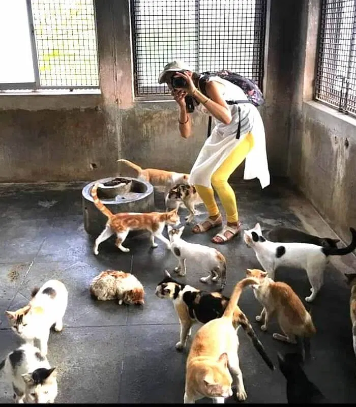 Food for 170 rescued cats at Love n Care for Animals shelter. | DonateKart