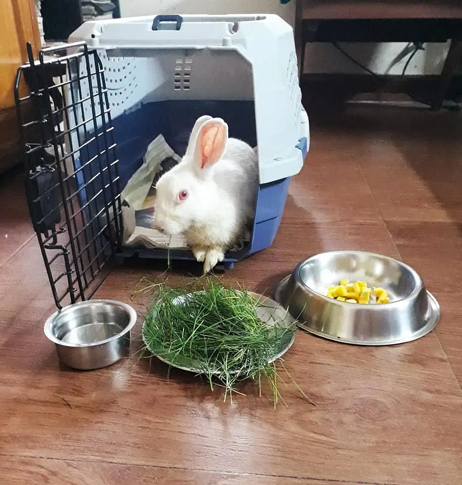 You Can Be The Reason These Bunnies Have A Happy & Healthy Life | DonateKart