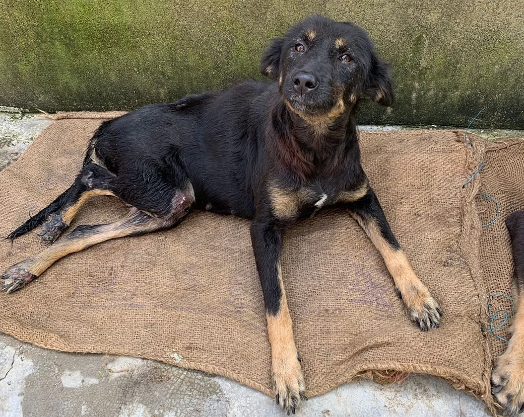 You Can't Buy Happiness, But You Can Donate It. Help HOWL Feed The Stray Animals | DonateKart You Can't Buy Happiness, But You Can Donate It. Help HOWL Feed The Stray Animals | DonateKart