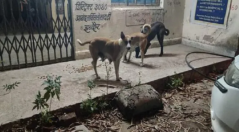 Our pets need food to survive | DonateKart Our pets need food to survive | DonateKart