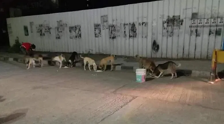 Our pets need food to survive | DonateKart Our pets need food to survive | DonateKart