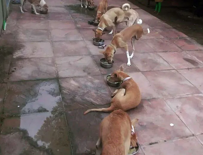 Help Freedom Park Take Care Of Old And Disabled Strays In Ahmedabad | DonateKart Help Freedom Park Take Care Of Old And Disabled Strays In Ahmedabad | DonateKart