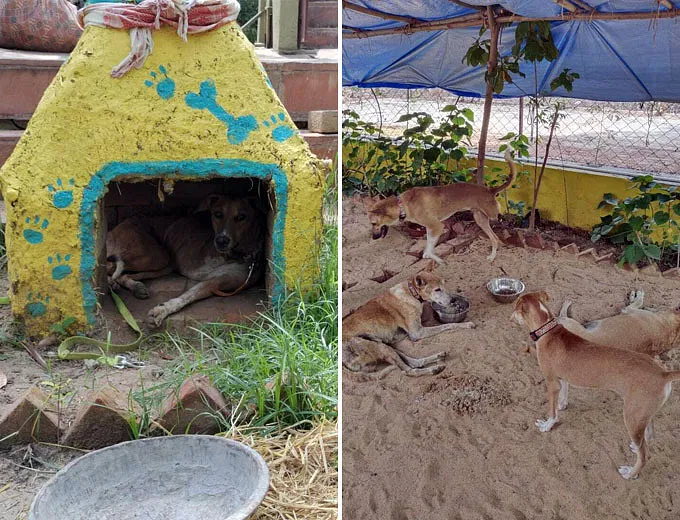 Help Freedom Park Take Care Of Old And Disabled Strays In Ahmedabad |  DonateKart