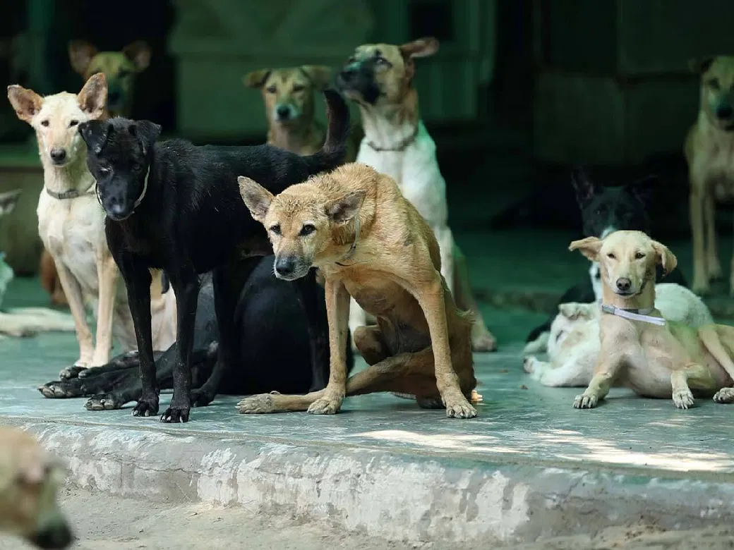 The Largest Animal Shelter In Noida Needs Your Help To Give A Home To  Abandoned Animals | DonateKart