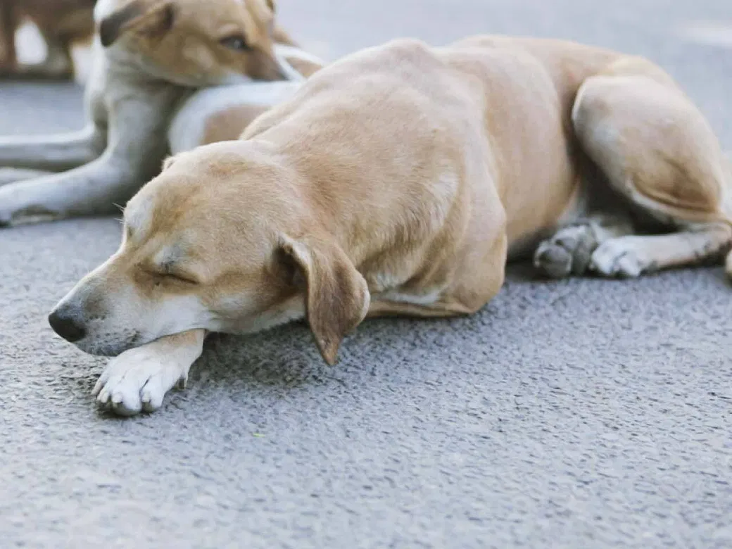 This Winter, Donate Dog Coats To House Of Stray Animals And Help Them Save Thousands In Need | DonateKart This Winter, Donate Dog Coats To House Of Stray Animals And Help Them Save Thousands In Need | DonateKart