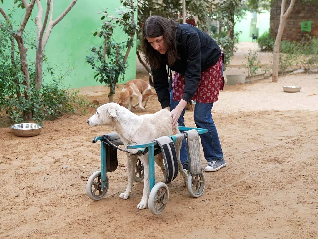 This Veterinarian Nurse From UK Has Dedicated Her Life To Saving Strays In Ajmer, Support Her | DonateKart This Veterinarian Nurse From UK Has Dedicated Her Life To Saving Strays In Ajmer, Support Her | DonateKart