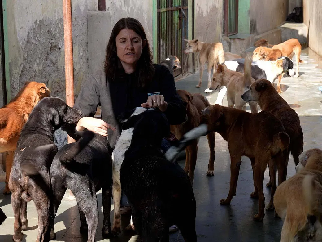 This Veterinarian Nurse From UK Has Dedicated Her Life To Saving Strays In  Ajmer, Support Her | DonateKart