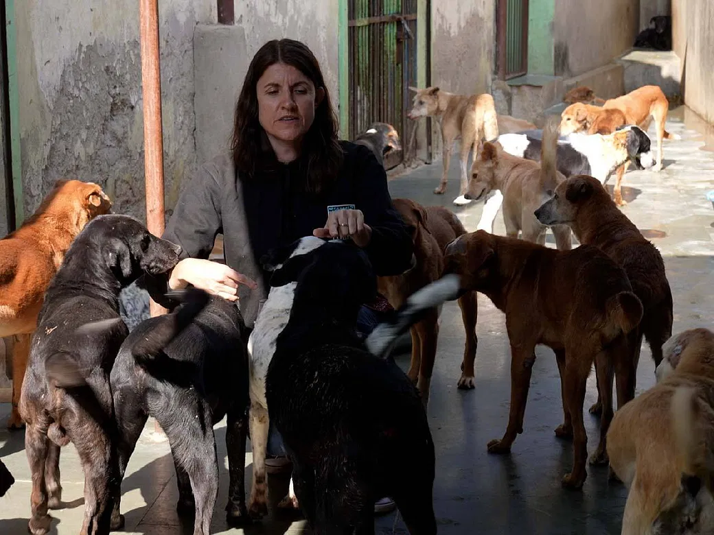 This Veterinarian Nurse From UK Has Dedicated Her Life To Saving Strays In Ajmer, Support Her | DonateKart This Veterinarian Nurse From UK Has Dedicated Her Life To Saving Strays In Ajmer, Support Her | DonateKart