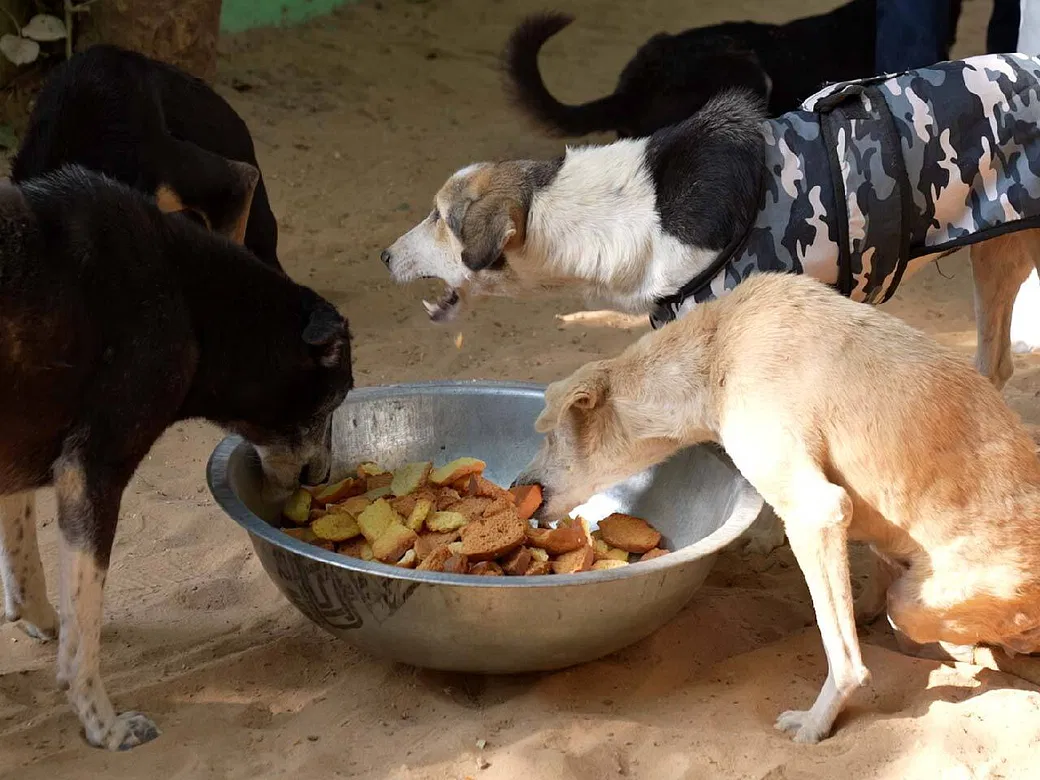This Veterinarian Nurse From UK Has Dedicated Her Life To Saving Strays In Ajmer, Support Her | DonateKart This Veterinarian Nurse From UK Has Dedicated Her Life To Saving Strays In Ajmer, Support Her | DonateKart