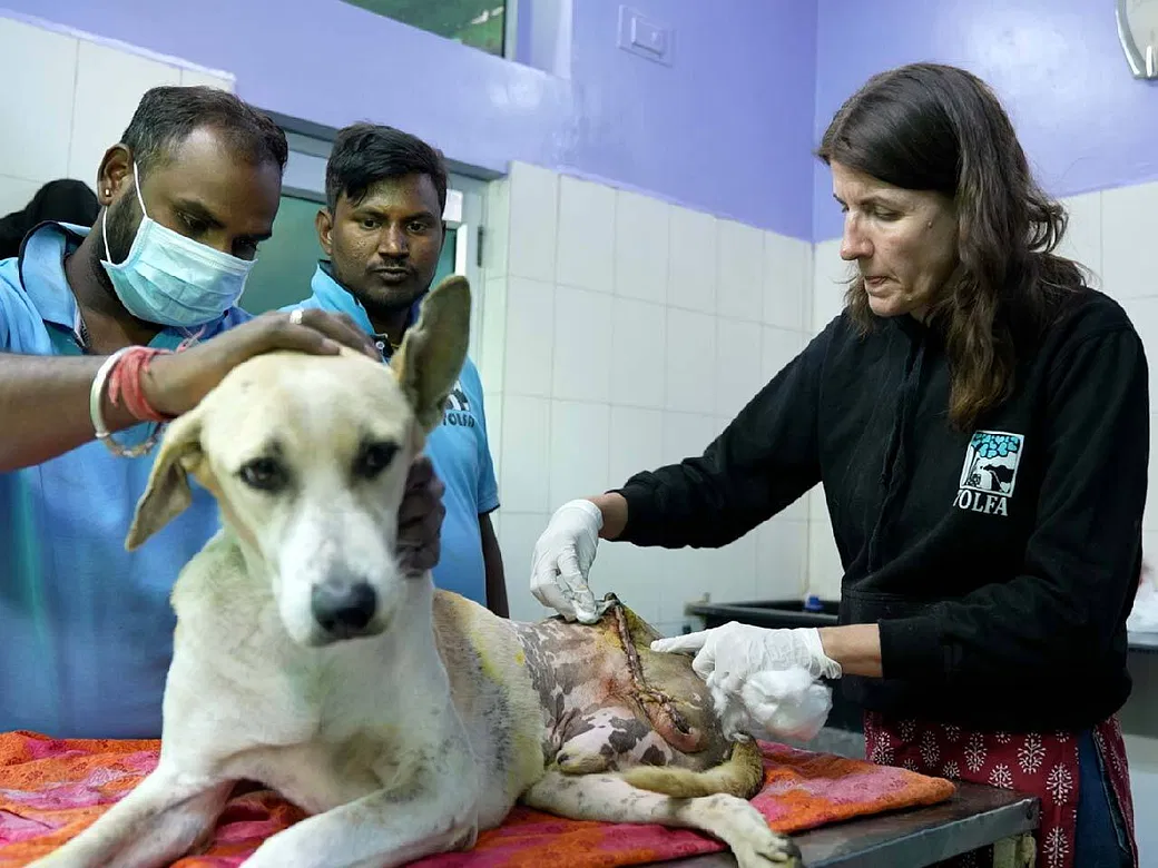This Veterinarian Nurse From UK Has Dedicated Her Life To Saving Strays In Ajmer, Support Her | DonateKart This Veterinarian Nurse From UK Has Dedicated Her Life To Saving Strays In Ajmer, Support Her | DonateKart