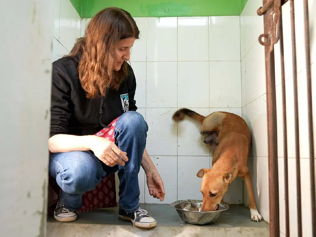 This Veterinarian Nurse From UK Has Dedicated Her Life To Saving Strays In Ajmer, Support Her | DonateKart This Veterinarian Nurse From UK Has Dedicated Her Life To Saving Strays In Ajmer, Support Her | DonateKart