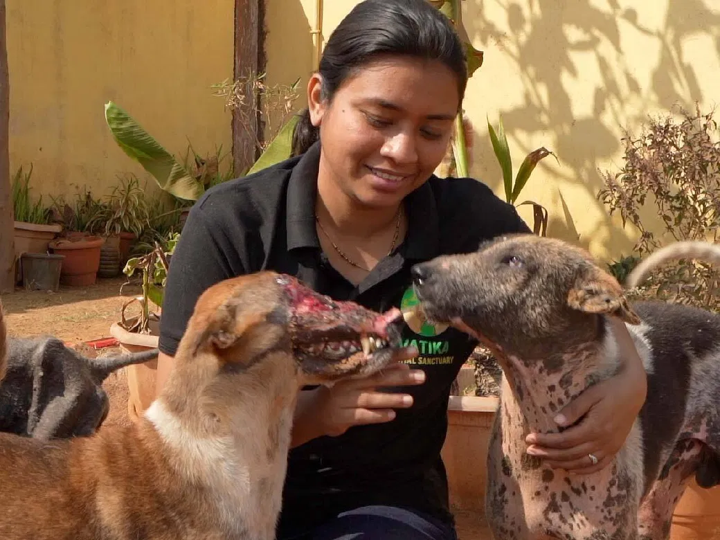 Kasturi Needs Your Support To Build A Safe Home For Hundreds Of Strays In  Need | DonateKart