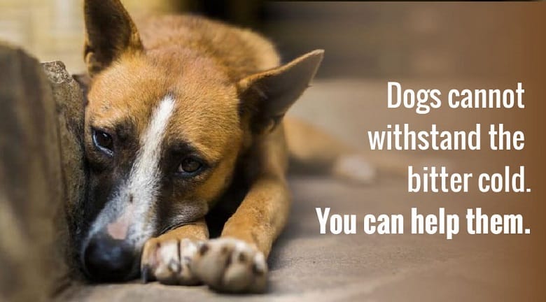 defence colony dog hospital