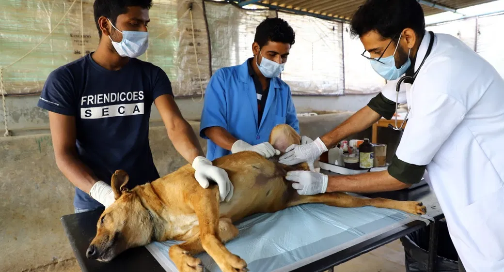 Friendicoes Is Saving Helpless Animals From Going Hungry During This Crisis You Can Help