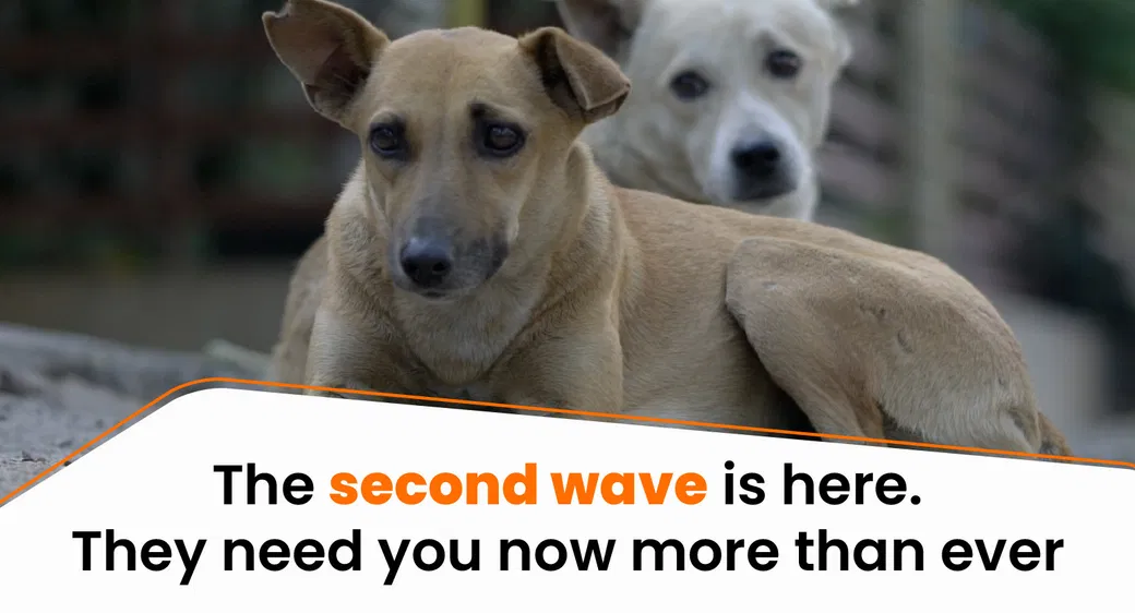 Help Feed Hundreds Of Stray Dogs Cats During The Second Wave Of Covid 19