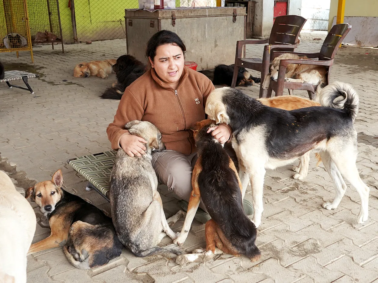 Rescuing and Treating More Than 100 Stray Dogs: A Compassionate Commitment  | DonateKart