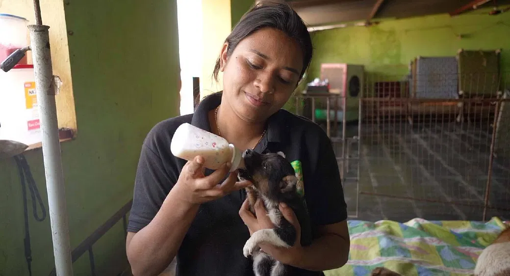 Kasturi Needs Your Support To Build A Safe Home For Hundreds Of Strays In Need | DonateKart Kasturi Needs Your Support To Build A Safe Home For Hundreds Of Strays In Need | DonateKart