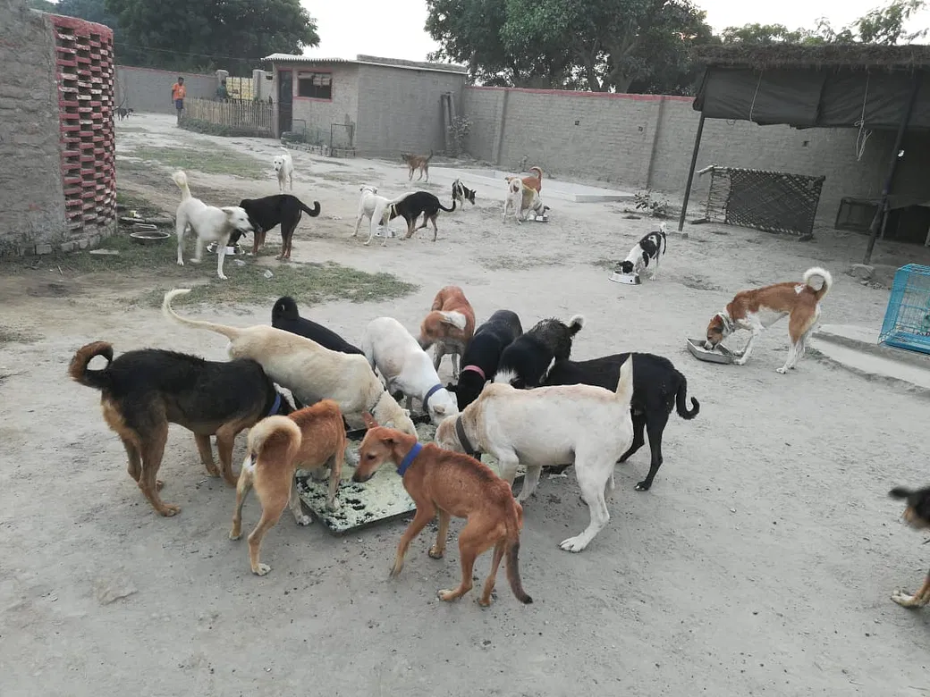 You can save an innocent life, donate food for an animal in need today |  DonateKart