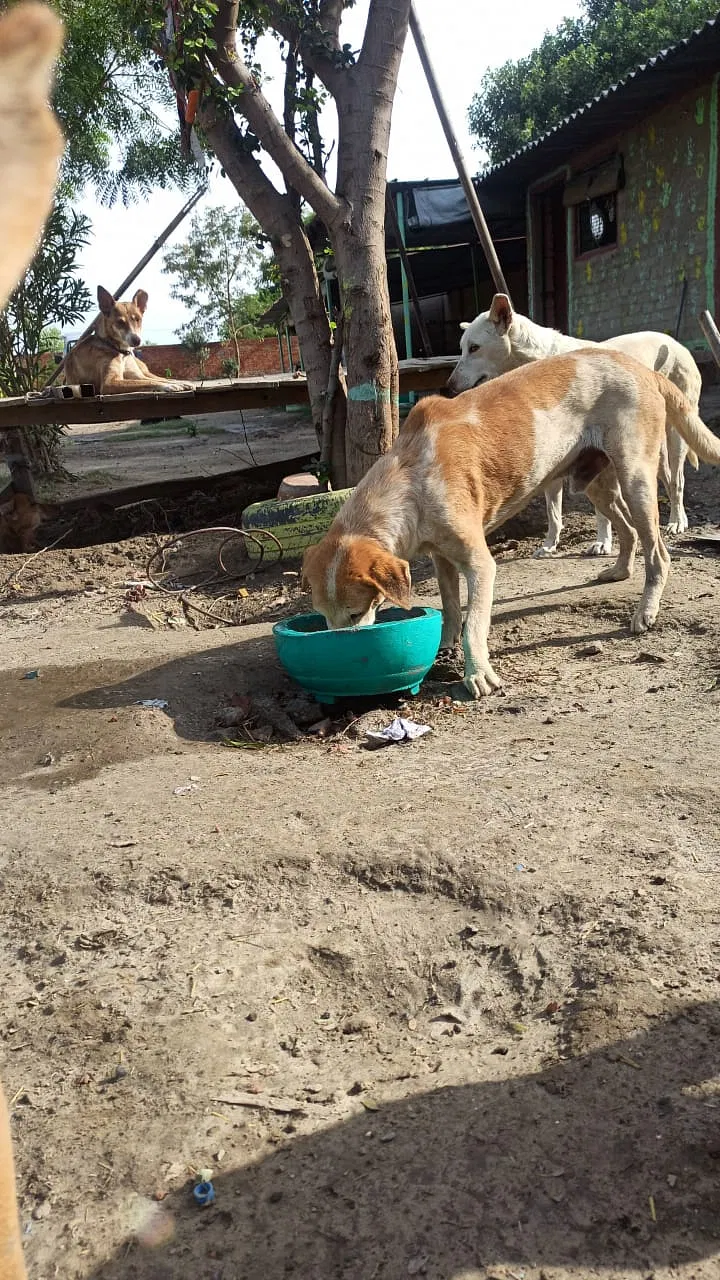 Together We Can Help Thousands Of Stray Dogs Survive The Summer Heat |  DonateKart