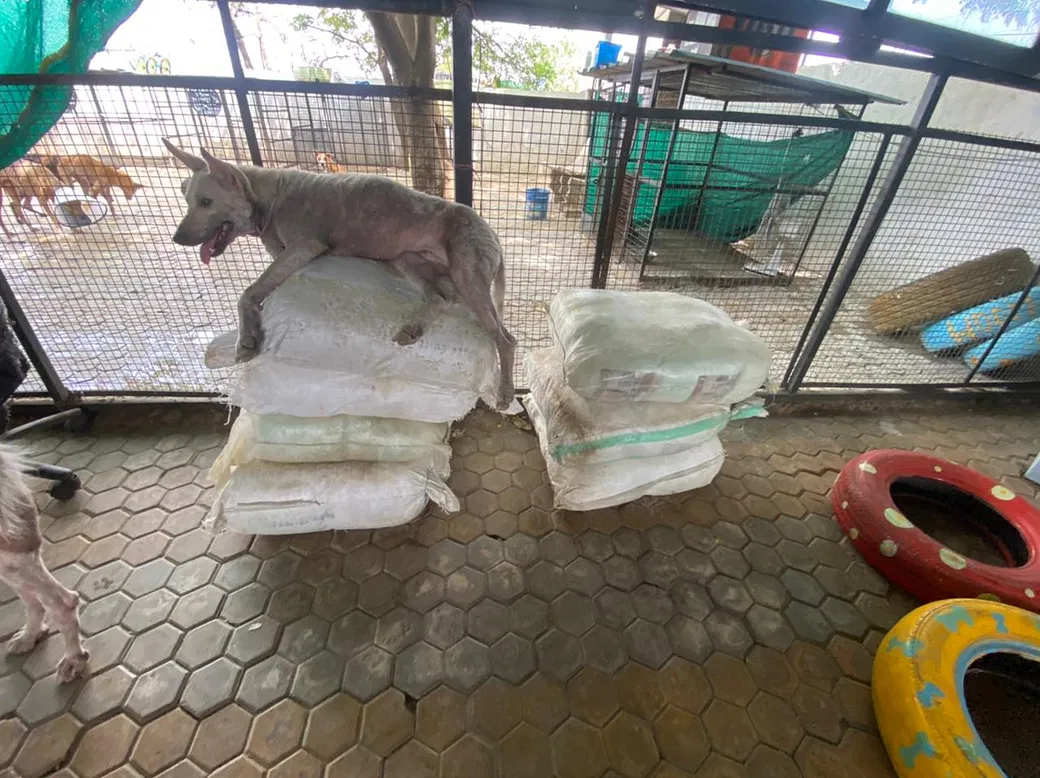 Support Smita To Save The Lives Of Hundreds Of Dogs On The Streets Of Nagpur | DonateKart Support Smita To Save The Lives Of Hundreds Of Dogs On The Streets Of Nagpur | DonateKart